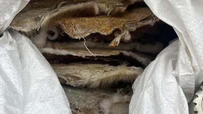 У керівника закарпатської фабрики хутрових виробів вилучили понад 10 тисяч штук хутрових шкурок бобра (ФОТО)