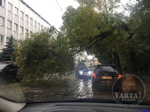 На Вітовського вітер зламав дерево, трамваї не їдуть (фото)