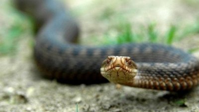 На Львівщині двоє людей потрапили до лікарні через укуси змій