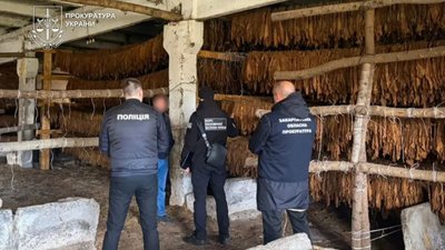 На Закарпатті викрили підпільну тютюнову плантацію на 25 гектарах