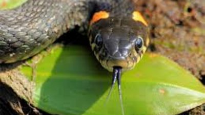 На Львівщині 85-річного чоловіка вкусила змія