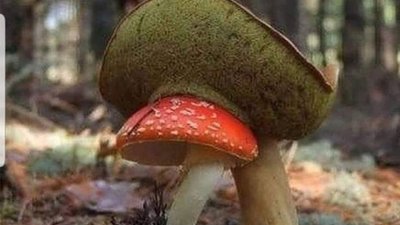 На Львівщині дитина отруїлася грибами