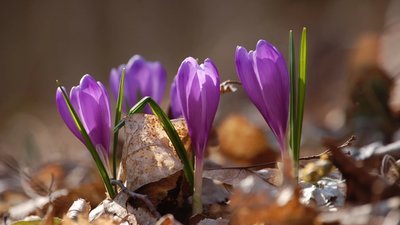 На Львівщині створили три нові охоронні зони для збереження шафрану