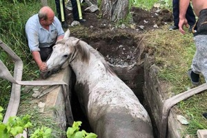 На Львівщині рятувальники витягнули коня із стічної ями (фото)