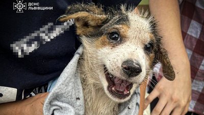 На Львівщині рятувальники звільнили собаку з-під залізобетонних плит