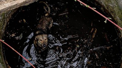 У Львівській області врятували собаку, який впав у бетонну пастку