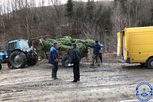 На Прикарпатті затримали лісників за незаконні рубки новорічних ялинок та їх продаж (ФОТО)