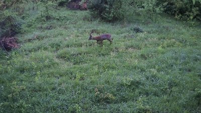 Хижаки, козулі й дикі кабани: фотопастки зафіксували мешканців лісів Львівщини (ФОТО)