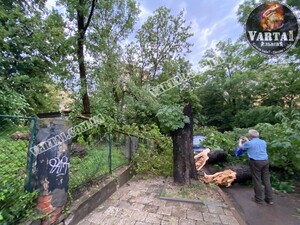 У Львові через негоду повалило дерева і обірвало лінії електропередач, містян просять залишатися вдома (фото, відео)