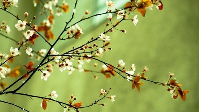 Якою буде погода у Львові та області завтра, 26 квітня