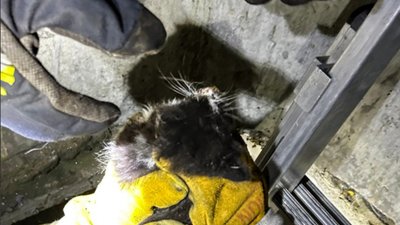 У Львові рятувальники витягнули двох котиків із чотириметрового колектора