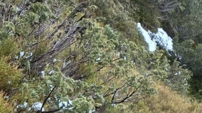 На Закарпатті біля кордону з Румунією виявлено тіло чоловіка