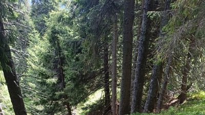 Поблизу кордону з Румунією знайшли тіло чоловіка