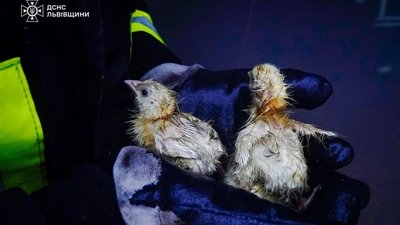 У Львівській області вогнеборці врятували понад 23 тисячі курчат