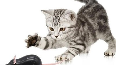 ТОП-10 найпопулярніших іграшок для котів