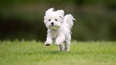 Найкращі клички для собак: як обрати ім'я