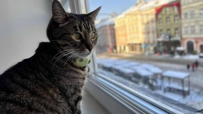 У Львові через морози адмінбудівлі міста впускатимуть зігрітись котів та собак