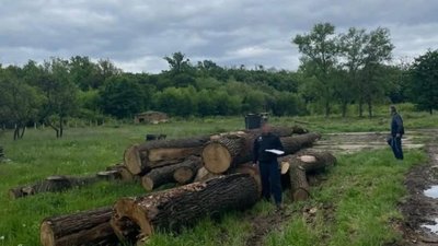 На Закарпатті викрили керівництво військового лісництва на збитках на 1,5 млн грн