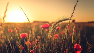 Якою буде погода у Львові та області завтра, 31 липня