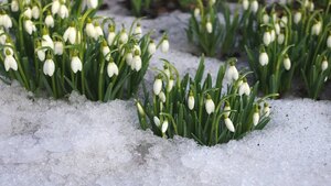 У містах України зацвіли підсніжники і фіалки (ФОТО)