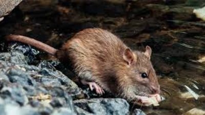 На Львівщині 58-річний чоловік потрапив до реанімації з підозрою на лептоспіроз