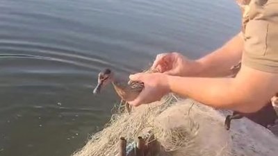 У Львівській області з браконьєрських сіток врятували понад 30 рибин та дике каченя