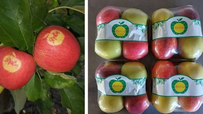 Львівське підприємство «Сади Галичини» розвиває садівничий бізнес європейського рівня в умовах війни