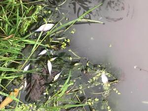 Держекоінспекція відреагувала на забруднення води в Гряді (фото, відео)