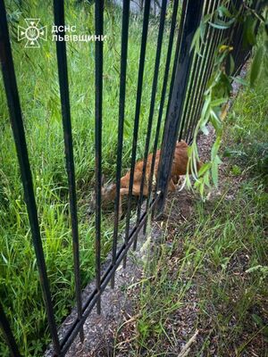 У Львові врятували косулю, яка застрягла металевих конструкціях паркану