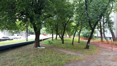 У Львові під час реконструкції вулиці Гетьмана Мазепи висадять більше сотні дерев