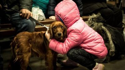 В Україні дозволили брати із собою тварин в укриття