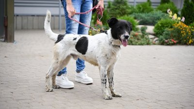 У львівському парку безкоштовно вакцинуватимуть котів та собак від сказу