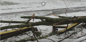 У м. Турка на стадіон впало дерево (відео)