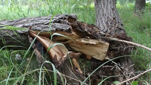 У Львівській області дерево впало на чоловіка