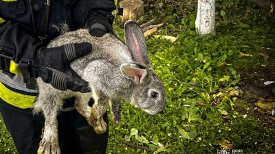 На Львівщині вогнеборці під час пожежі врятували кроликів