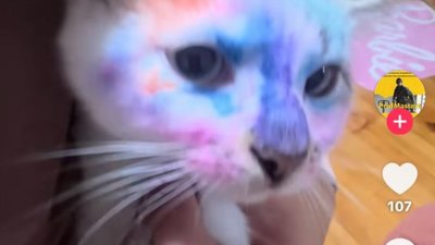 Діти анестезіологині Першого ТМО знущались із кота на відео (ВІДЕО)