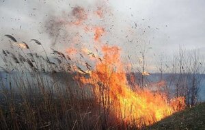 Львів'ян закликають не спалювати суху рослинність