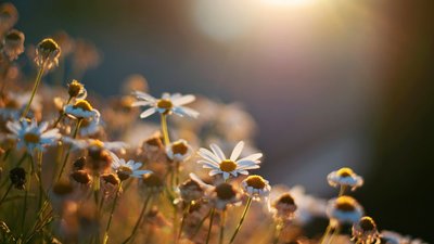 Якою буде погода у Львові та області завтра, 22 червня