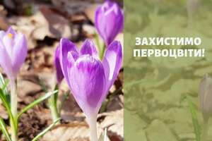 У Львові стартувало "полювання" на мисливців за рідкісними первоцвітами