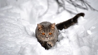 На Львівщині очікується хуртовина