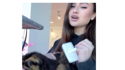 У центрі Одеси в кафе кототерапії виявили хворих тварин, двоє кошенят загинули: поліція відкрила провадження