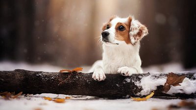 Якою буде погода у Львові та області завтра, 23 лютого