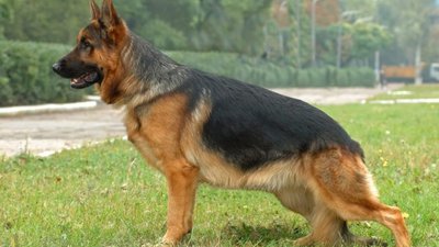 На Львівщині 8-річну дитину вкусив собака