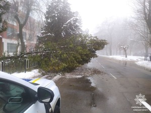 У Львові на дорогу впало дерево: перекрито смугу (ФОТО)