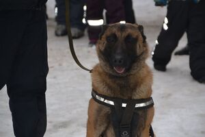 Поліцейські Львівщини розкрили понад 260 злочинів, з допомогою службових собак