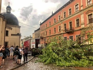 Від цьогорічного буревію Львів втратив п’ять рідкісних, символічних для міста дерев (фото)