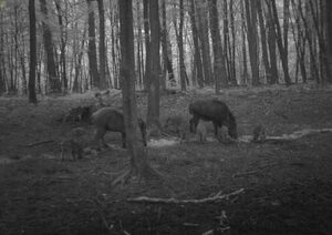 У Рава-Руській ловитимуть сміттєвих зловмисників за допомогою фотопасток