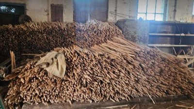 Контрабанда лісу до ЄС: на Львівщині судитимуть організаторку незаконного експорту (ФОТО)