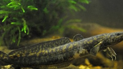 На Рівненщині браконьєр спіймав червонокнижну рибу