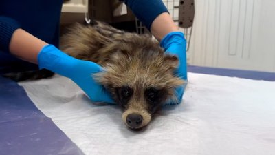 На шкільному подвір’ї у Львові школярі знайшли виснажену вагітну єнотовидну собаку (ФОТО)